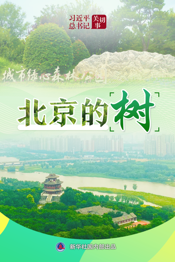策略聚宝 习近平总书记关切事｜北京的树